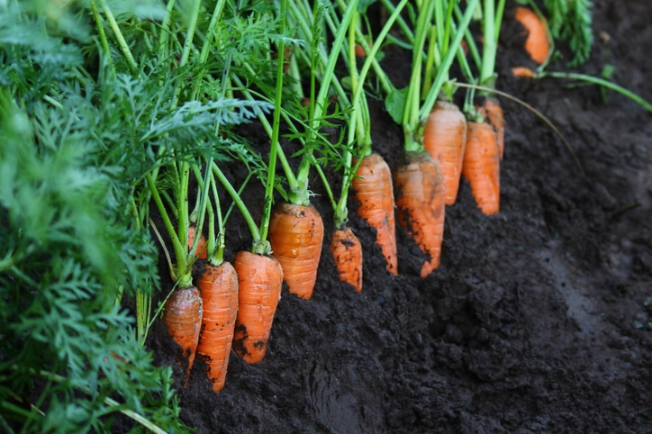Carrot harvest in the garden
